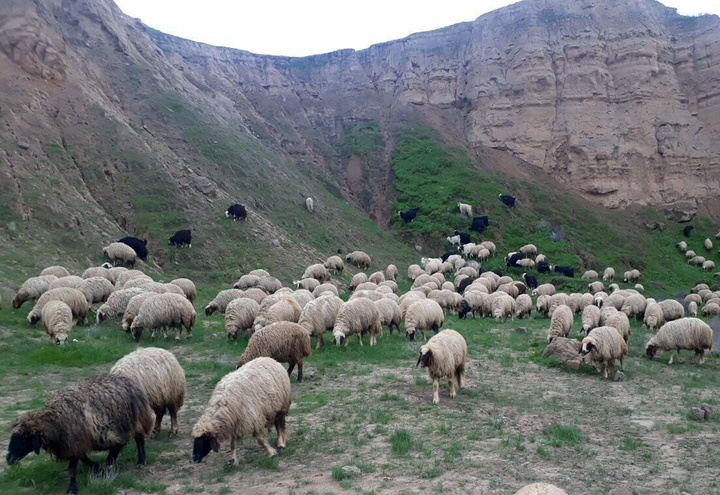 ۷۶ رأس احشام سبک قاچاق در مرز مریوان مهار شد