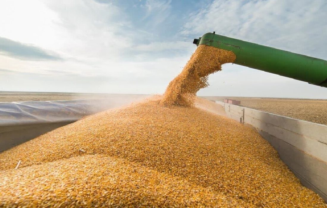 دولت نیمی از مطالبات گندم‌کاران کردستانی را پرداخت کرد