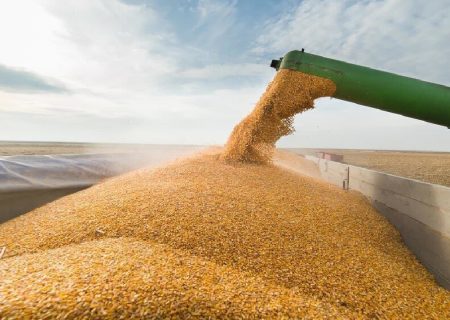 دولت نیمی از مطالبات گندم‌کاران کردستانی را پرداخت کرد