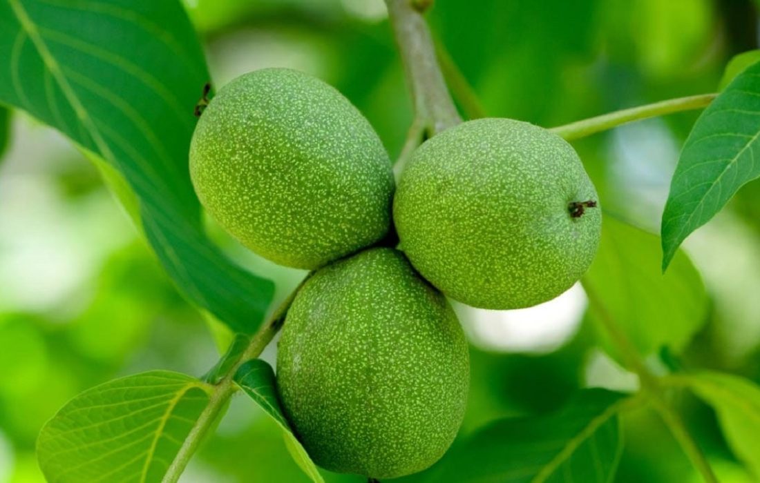 پیش بینی برداشت پنج هزار تن گردو در کردستان