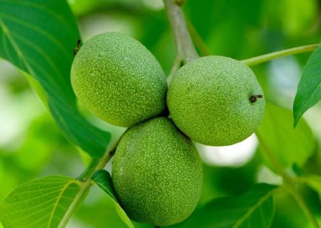پیش بینی برداشت پنج هزار تن گردو در کردستان