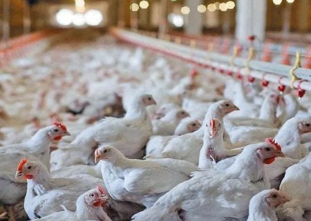 پرونده مباشرت در قاچاق مرغ در مریوان به بیش از ۹ میلیارد ریال محکوم شد