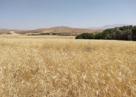 افزون بر چهار همت از مطالبات گندمکاران کردستان پرداخت شد
