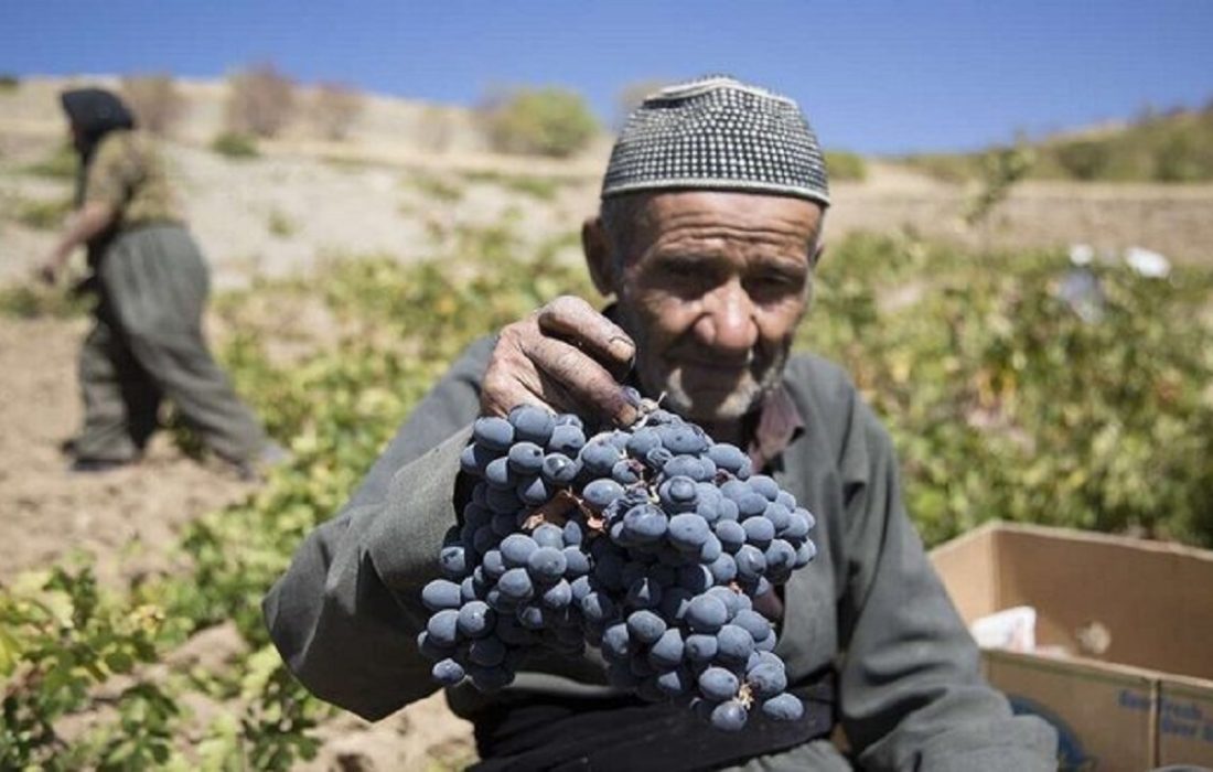 انگور «ره شه»، طلای سیاه کردستان