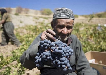 انگور «ره شه»، طلای سیاه کردستان