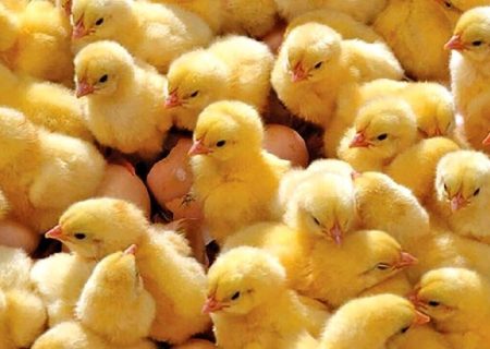 افزایش ۱۵ درصدی جوجه‌ریزی در واحدهای مرغداری کردستان