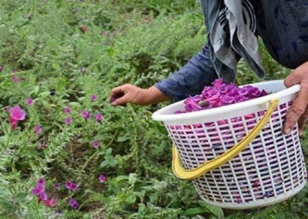 یک چهارم گونه‌های گیاهی کشور متعلق به کردستان است