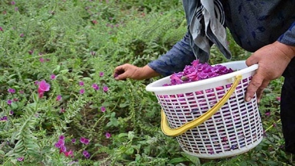 یک چهارم گونه‌های گیاهی کشور متعلق به کردستان است