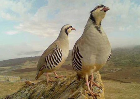 شکارچی نادم مریوانی ۲ قطعه کبک را رها کرد