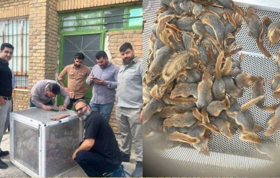 قاچاقچی سنجاب در کردستان به دام افتاد