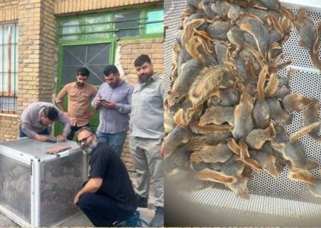 قاچاقچی سنجاب در کردستان به دام افتاد