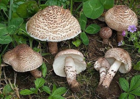 مردم از مصرف قارچ های خودرو خودداری کنند