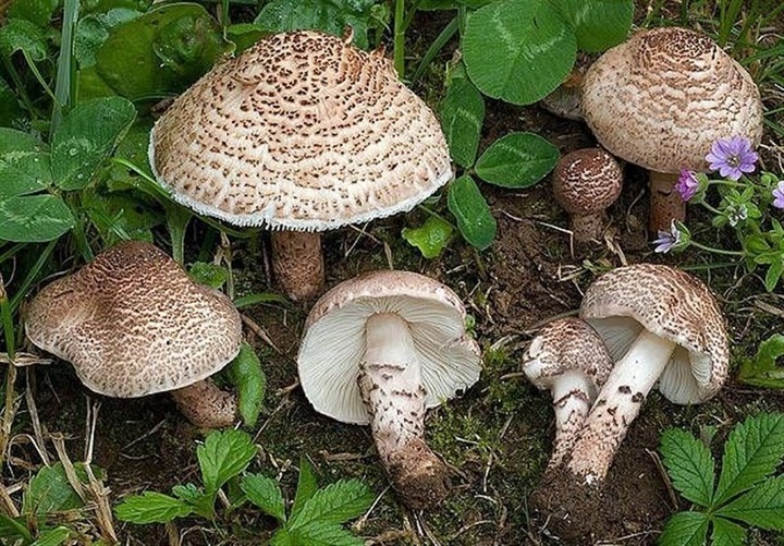 مردم از مصرف قارچ های خودرو خودداری کنند