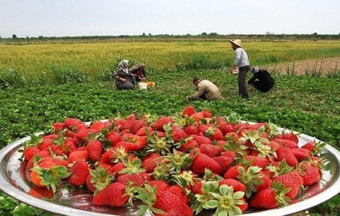 برداشت ۷۰ هزار تن توت فرنگی در مزارع کشاورزی کردستان