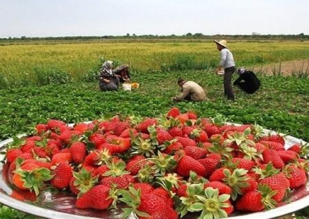 برداشت ۷۰ هزار تن توت فرنگی در مزارع کشاورزی کردستان