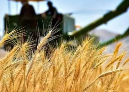 خرید بیش از ۶۸ هزار تن گندم در شبکه تعاون روستایی کردستان