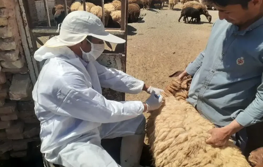 ۴۰ کانون تب برفکی در کردستان شناسایی شد