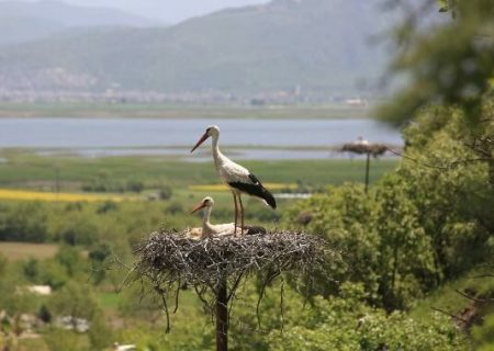 آغاز کوچ بهاری لک‌لک‌ها با فرود نخستین گروه در تالاب زریبار