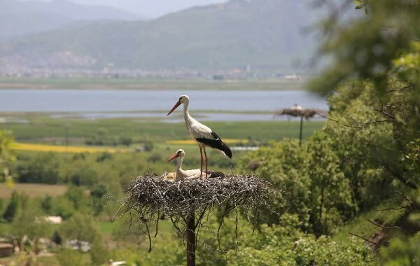 آغاز کوچ بهاری لک‌لک‌ها با فرود نخستین گروه در تالاب زریبار