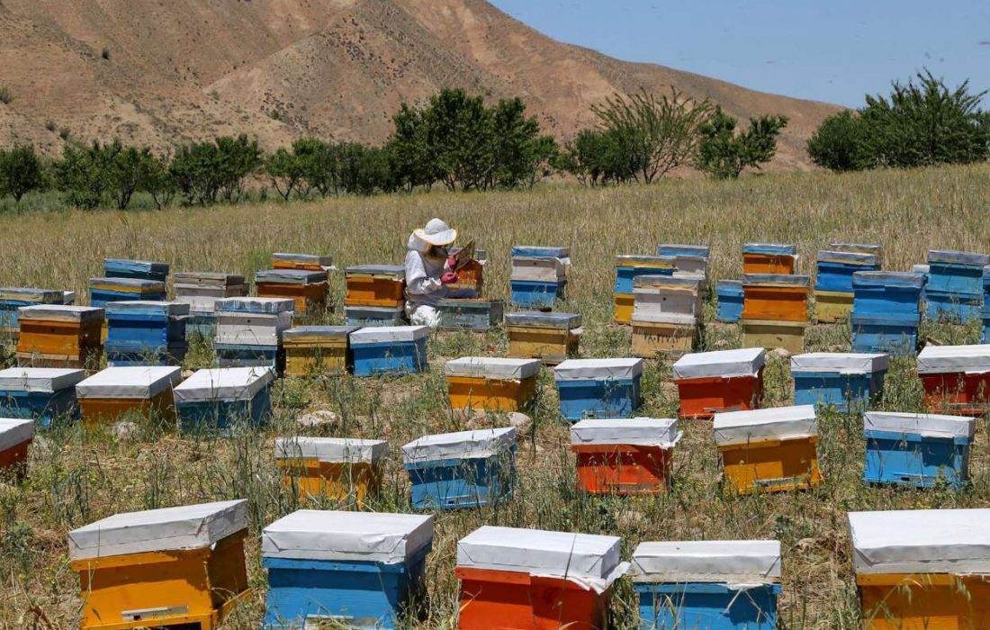 کردستان رتبه دوم کشور در تعداد زنبورستان‌های فعال را دارد