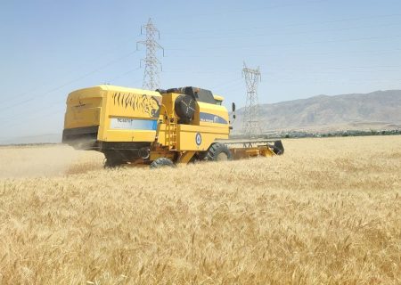 برداشت گندم از ۱۸۸ هزار هکتار اراضی بیجار آغاز شد