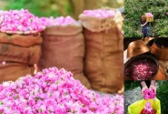 سومین جشنواره گلاب‌گیری در روستای شرگه بانه برگزار می‌شود