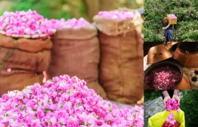 سومین جشنواره گلاب‌گیری در روستای شرگه بانه برگزار می‌شود