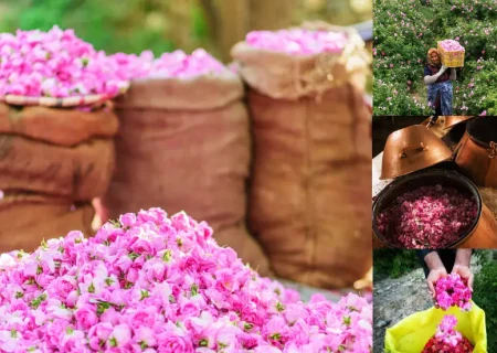 سومین جشنواره گلاب‌گیری در روستای شرگه بانه برگزار می‌شود
