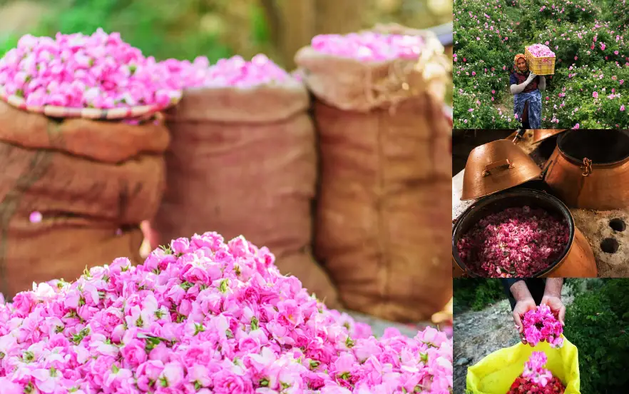 سومین جشنواره گلاب‌گیری در روستای شرگه بانه برگزار می‌شود