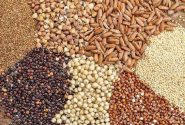 توزیع بیش از ۶۸ هزار تن نهاده دامی در کردستان